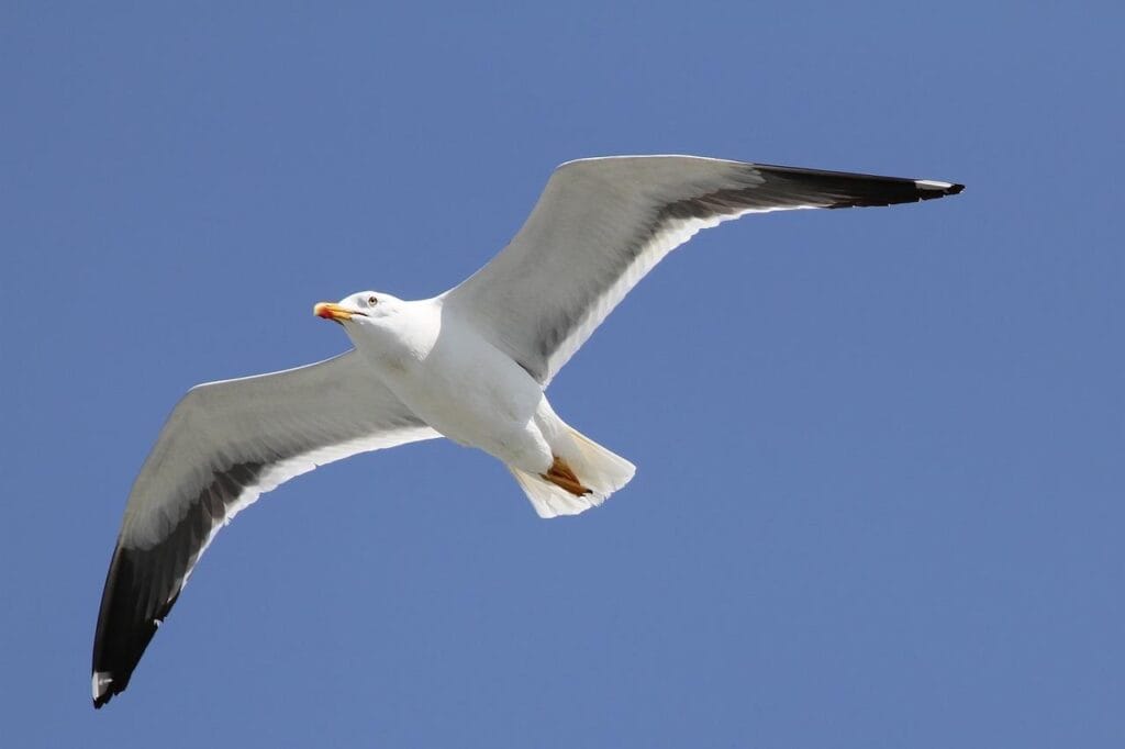 herring gull, larus argentatus, sea bird